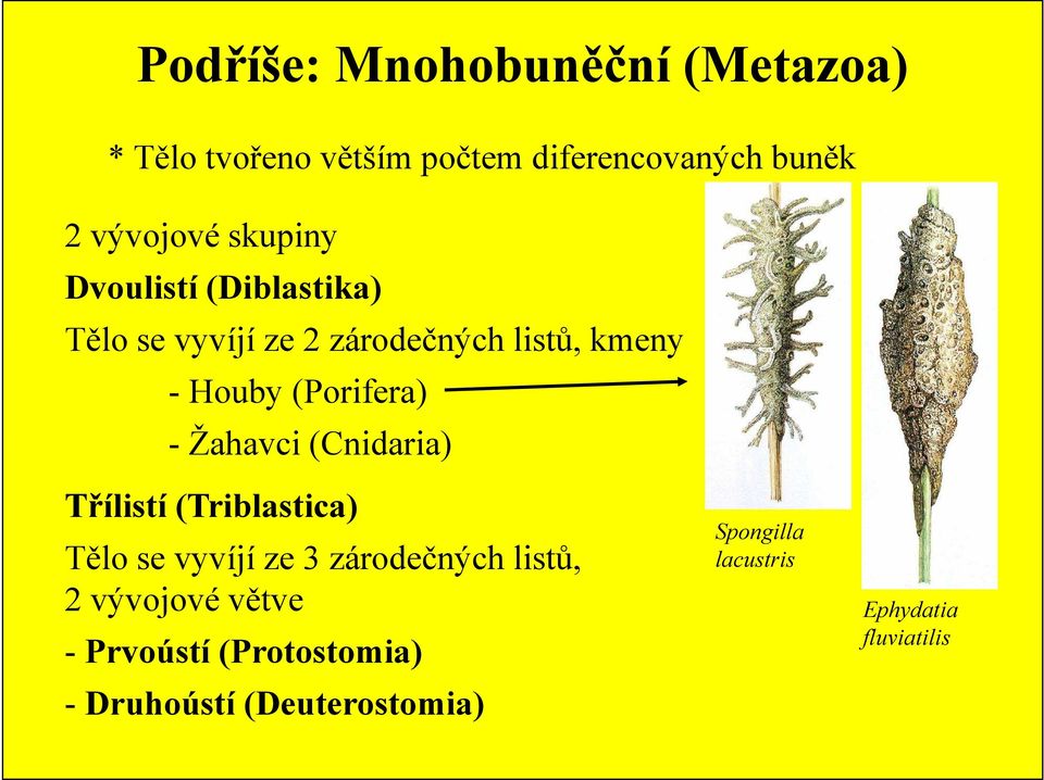 - Žahavci (Cnidaria) Třílistí (Triblastica) Spongilla lacustris Tělo se vyvíjí ze 3 zárodečných