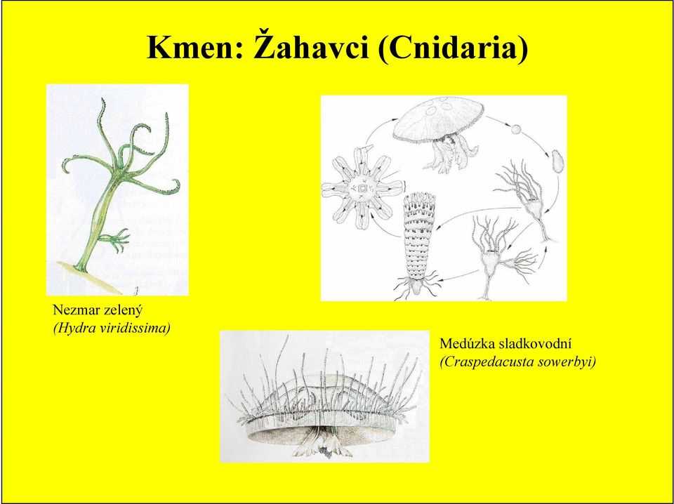 viridissima) Medúzka