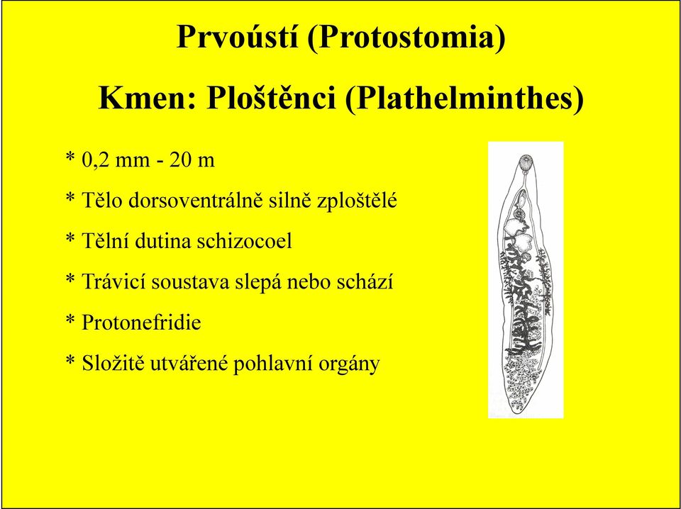 Tělní dutina schizocoel * Trávicí soustava slepá nebo