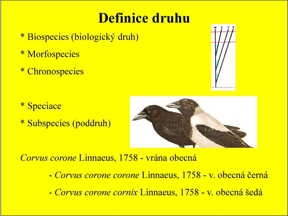 Linnaeus, 1758 - vrána obecná - Corvus corone corone Linnaeus,