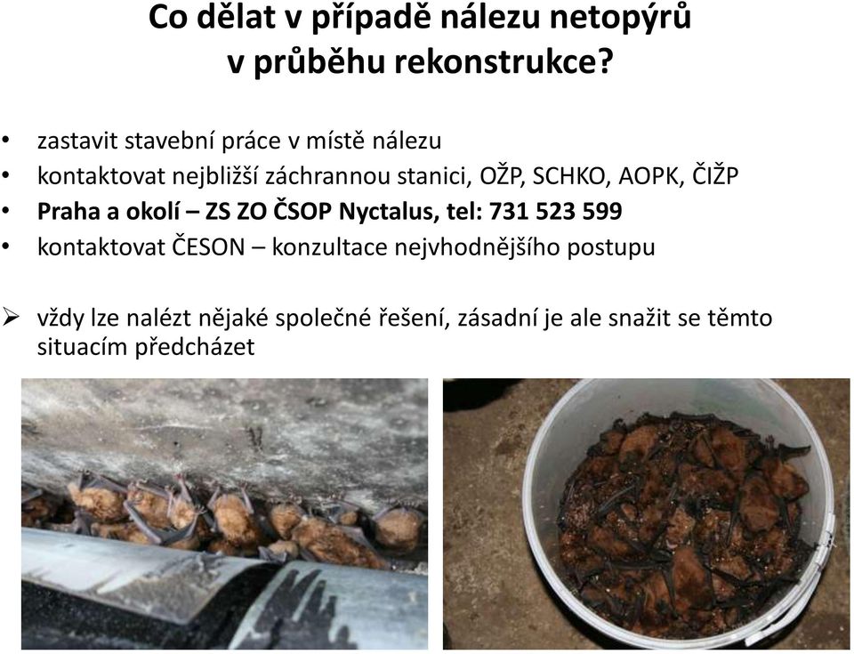 SCHKO, AOPK, ČIŽP Praha a okolí ZS ZO ČSOP Nyctalus, tel: 731 523 599 kontaktovat ČESON