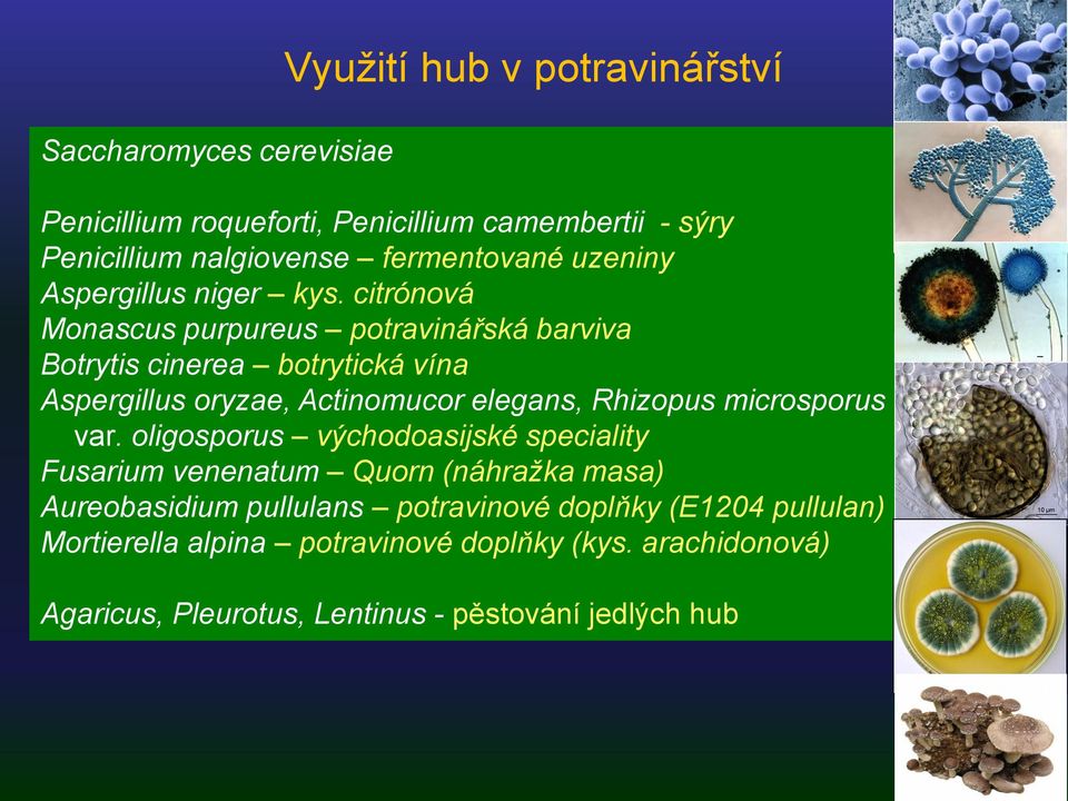 citrónová Monascus purpureus potravinářská barviva Botrytis cinerea botrytická vína Aspergillus oryzae, Actinomucor elegans, Rhizopus
