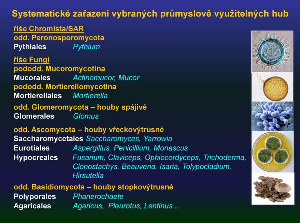 Ascomycota houby vřeckovýtrusné Saccharomycetales Saccharomyces, Yarrowia Eurotiales Aspergillus, Penicillium, Monascus Hypocreales Fusarium, Claviceps,