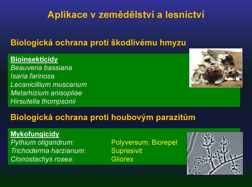 anisopliae Hirsutella thompsonii Biologická ochrana proti houbovým parazitům