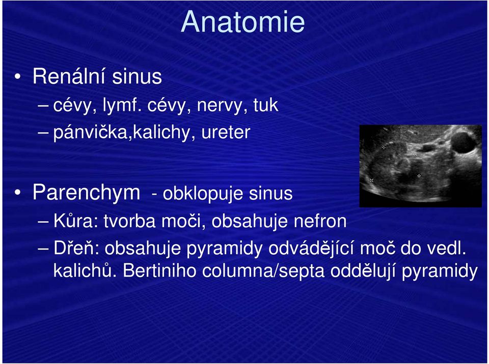 obklopuje sinus Kůra: tvorba moči, obsahuje nefron Dřeň: