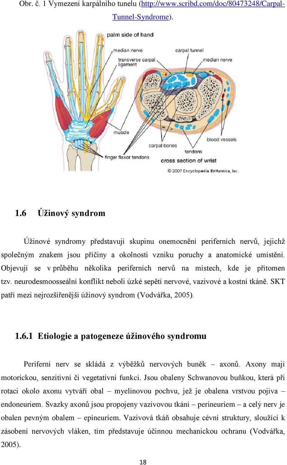 SKT patří mezi nejrozšířenější úžinový syndrom (Vodvářka, 2005). 1.6.1 Etiologie a patogeneze úžinového syndromu Periferní nerv se skládá z výběžků nervových buněk axonů.