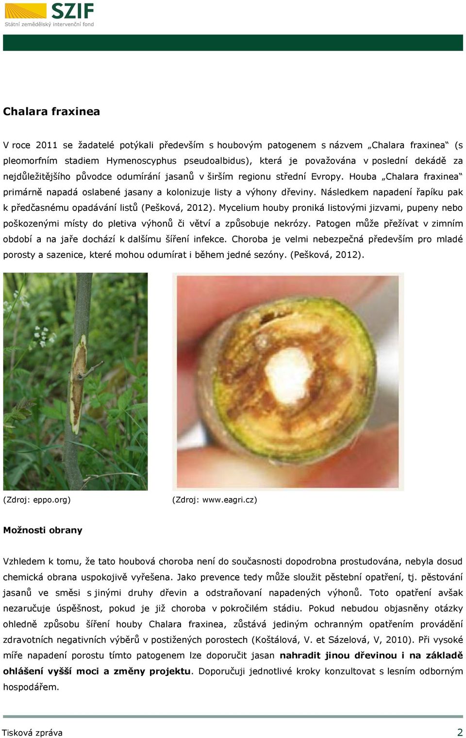 Následkem napadení řapíku pak k předčasnému opadávání listů (Pešková, 2012). Mycelium houby proniká listovými jizvami, pupeny nebo poškozenými místy do pletiva výhonů či větví a způsobuje nekrózy.