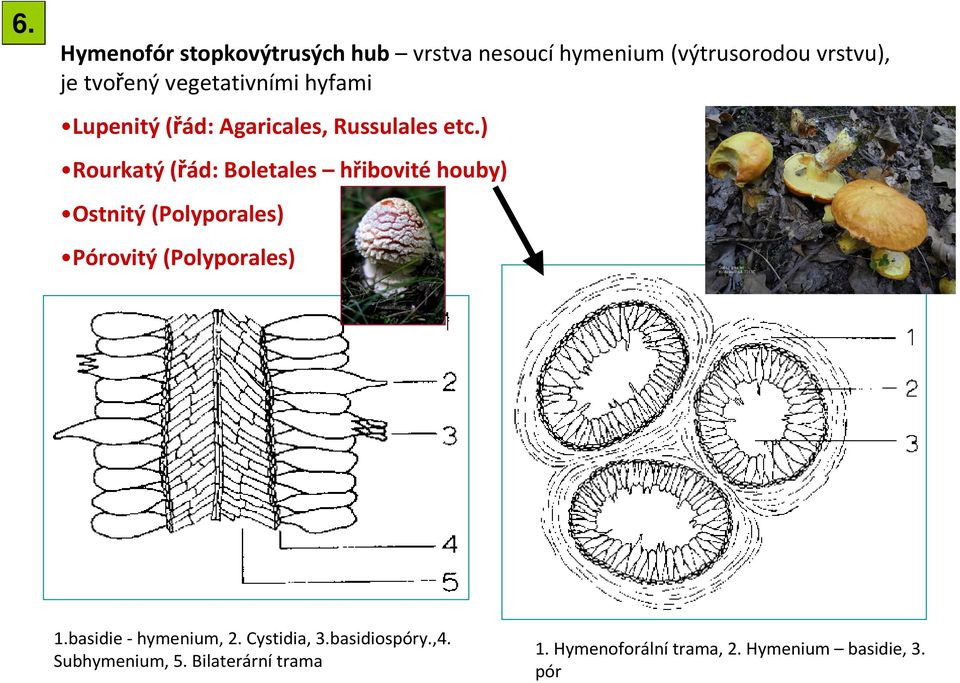 ) Rourkatý(řád: Boletales hřibovité houby) Ostnitý(Polyporales) Pórovitý(Polyporales) 1.