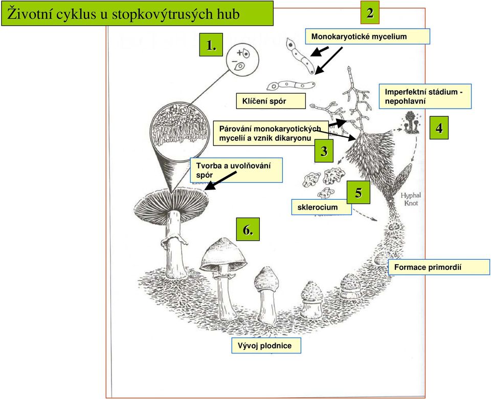 monokaryotických mycelií a vznik dikaryonu Tvorba a