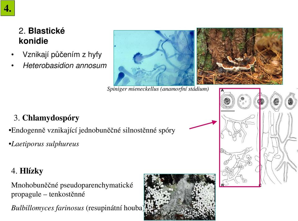Chlamydospóry Endogenně vznikající jednobuněčné silnostěnné spóry Laetiporus