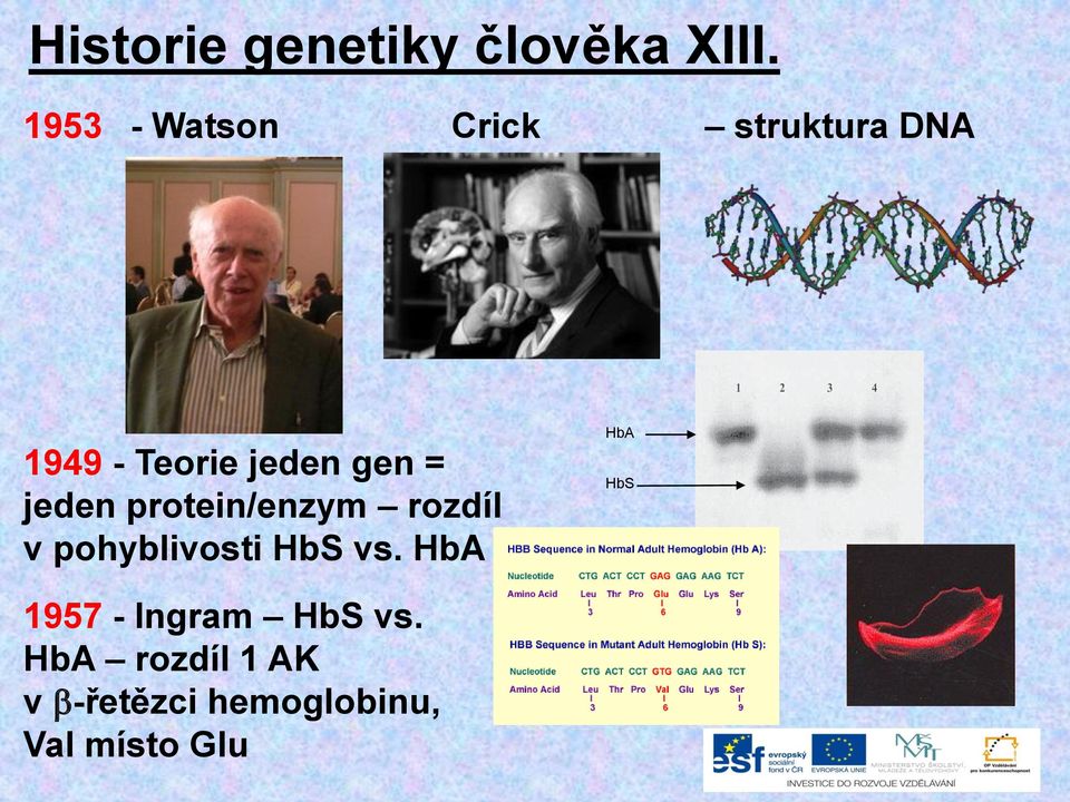 = jeden protein/enzym rozdíl v pohyblivosti HbS vs.