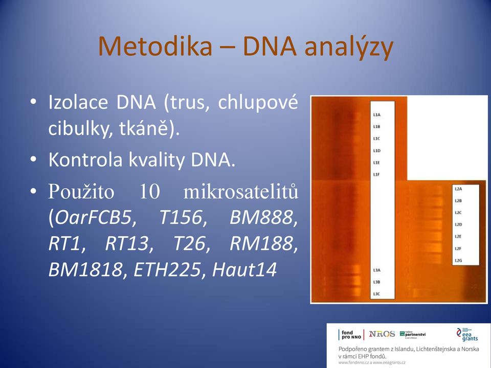 Kontrola kvality DNA.