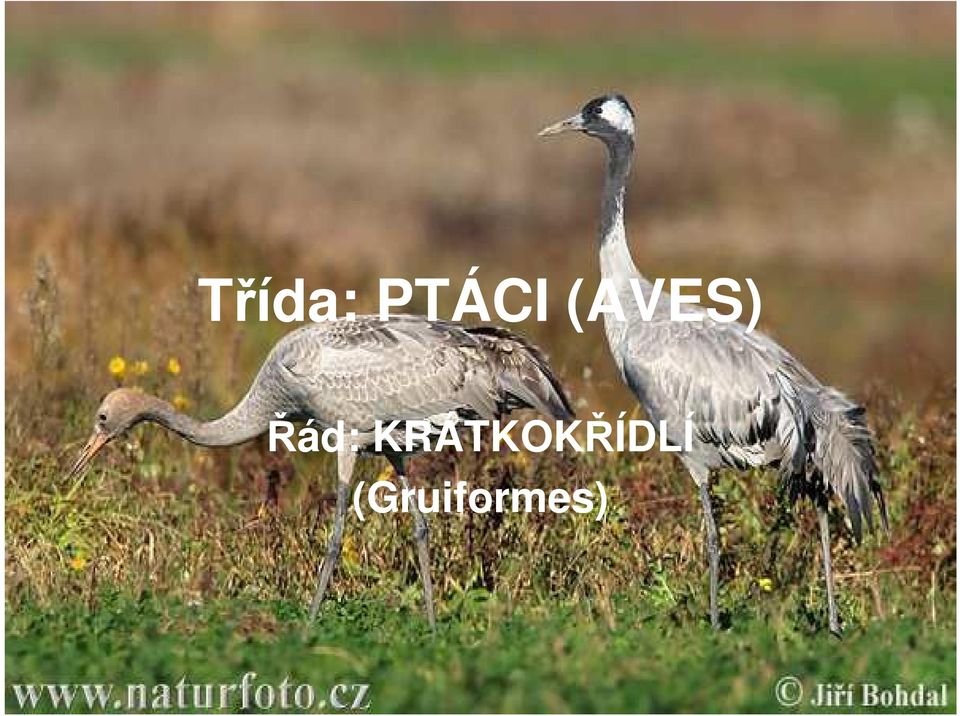 KRÁTKOKŘÍDLÍ