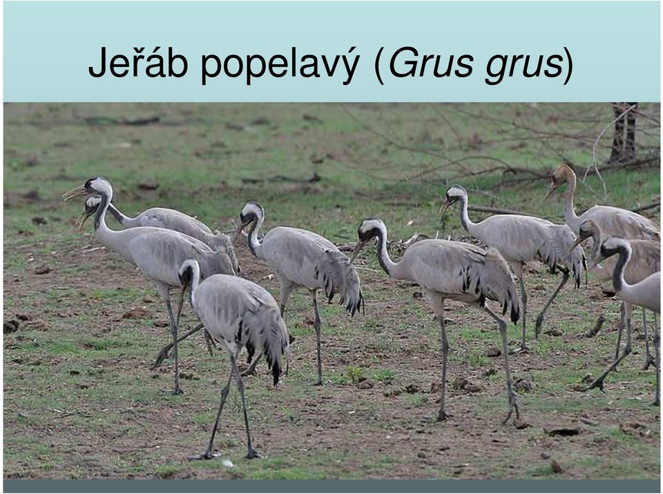 (Grus