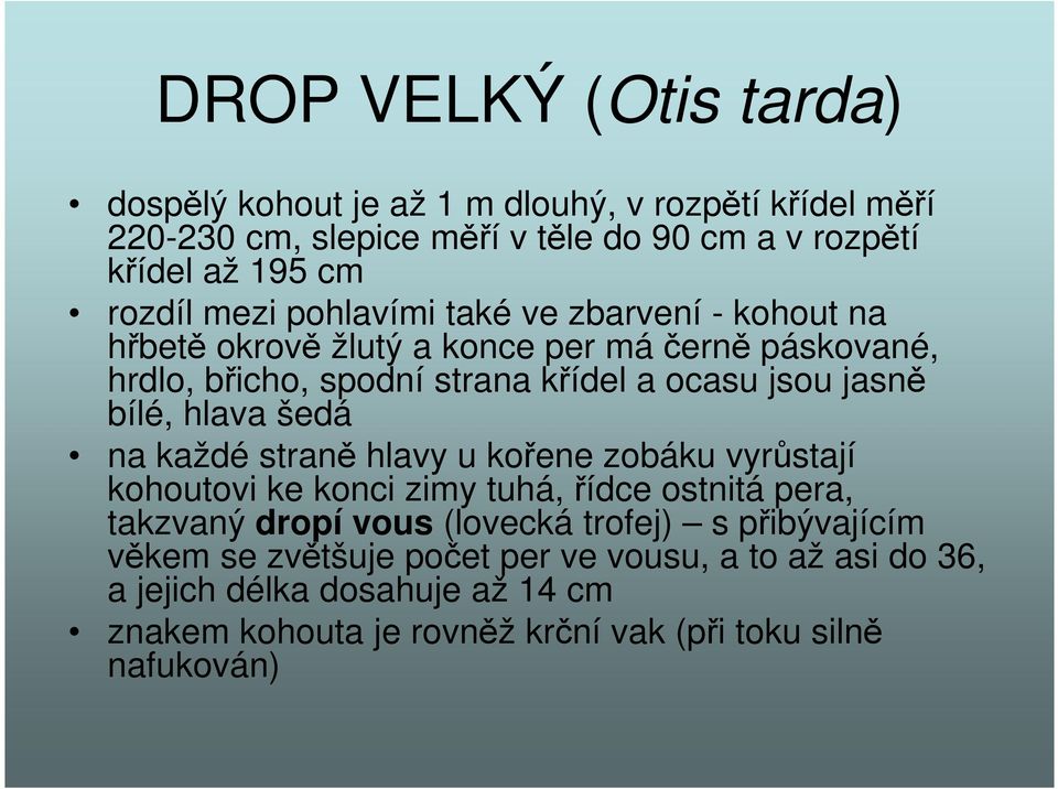 hlava šedá na každé straně hlavy u kořene zobáku vyrůstají kohoutovi ke konci zimy tuhá, řídce ostnitá pera, takzvaný dropí vous (lovecká trofej) s