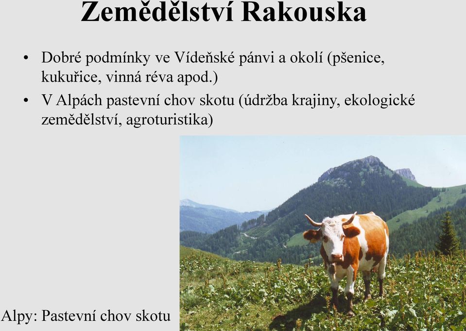 ) V Alpách pastevní chov skotu (údržba krajiny,