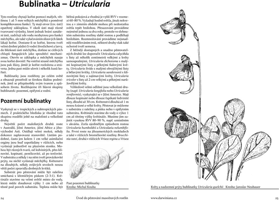 Dostane-li se kořist, kterou tvoří velmi drobní půdní či vodní živočichové a larvy, do blízkosti ústí měchýřku, dotkne se citlivých chlupů fungujících jako spouštěcí mechanizmus.
