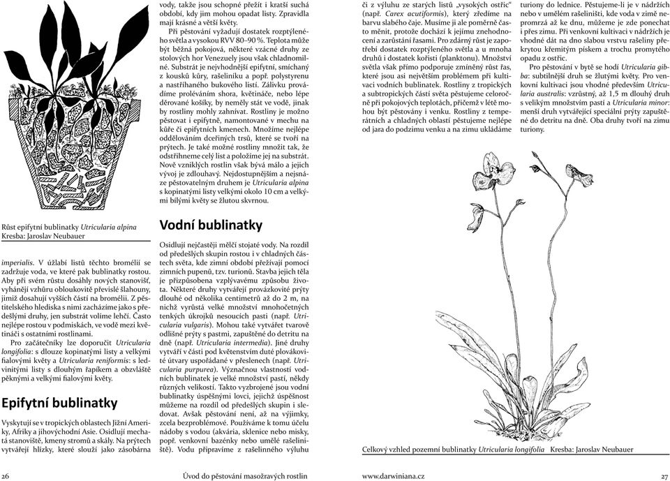 polystyrenu a nastříhaného bukového listí. Zálivku provádíme proléváním shora, květináče, nebo lépe děrované košíky, by neměly stát ve vodě, jinak by rostliny mohly zahnívat.