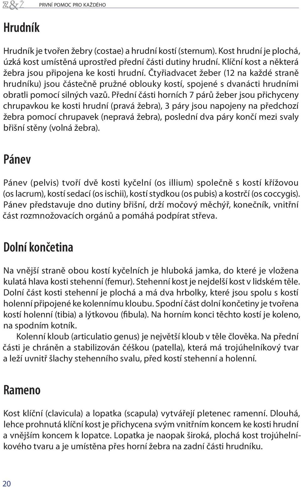 Čtyřiadvacet žeber (12 na každé straně hrudníku) jsou částečně pružné oblouky kostí, spojené s dvanácti hrudními obratli pomocí silných vazů.