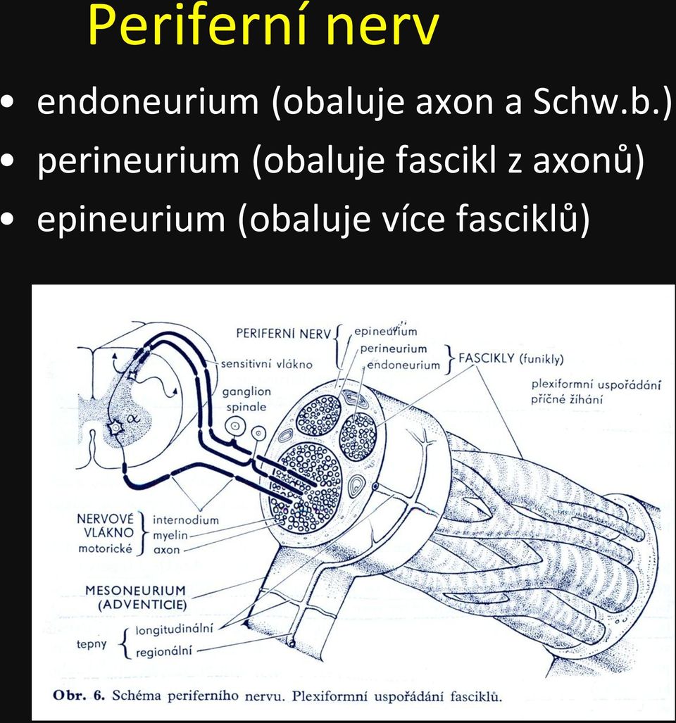 perineurium (obaluje fascikl z