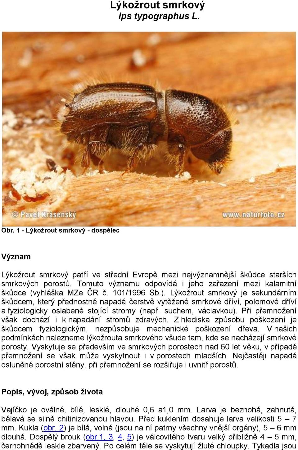 Lýkožrout smrkový je sekundárním škůdcem, který přednostně napadá čerstvě vytěžené smrkové dříví, polomové dříví a fyziologicky oslabené stojící stromy (např. suchem, václavkou).