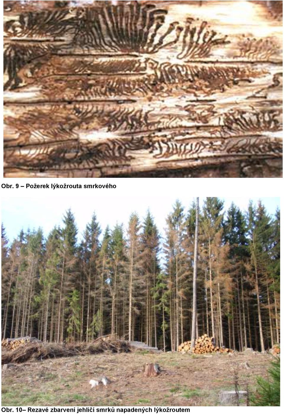 Obr. 10 Rezavé zbarvení
