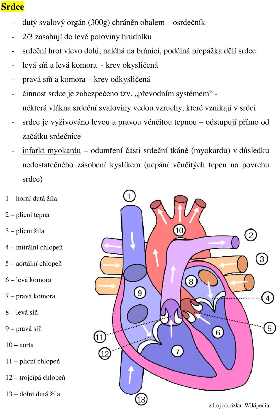 převodním systémem - některá vlákna srdeční svaloviny vedou vzruchy, které vznikají v srdci - srdce je vyživováno levou a pravou věnčitou tepnou odstupují přímo od začátku srdečnice - infarkt