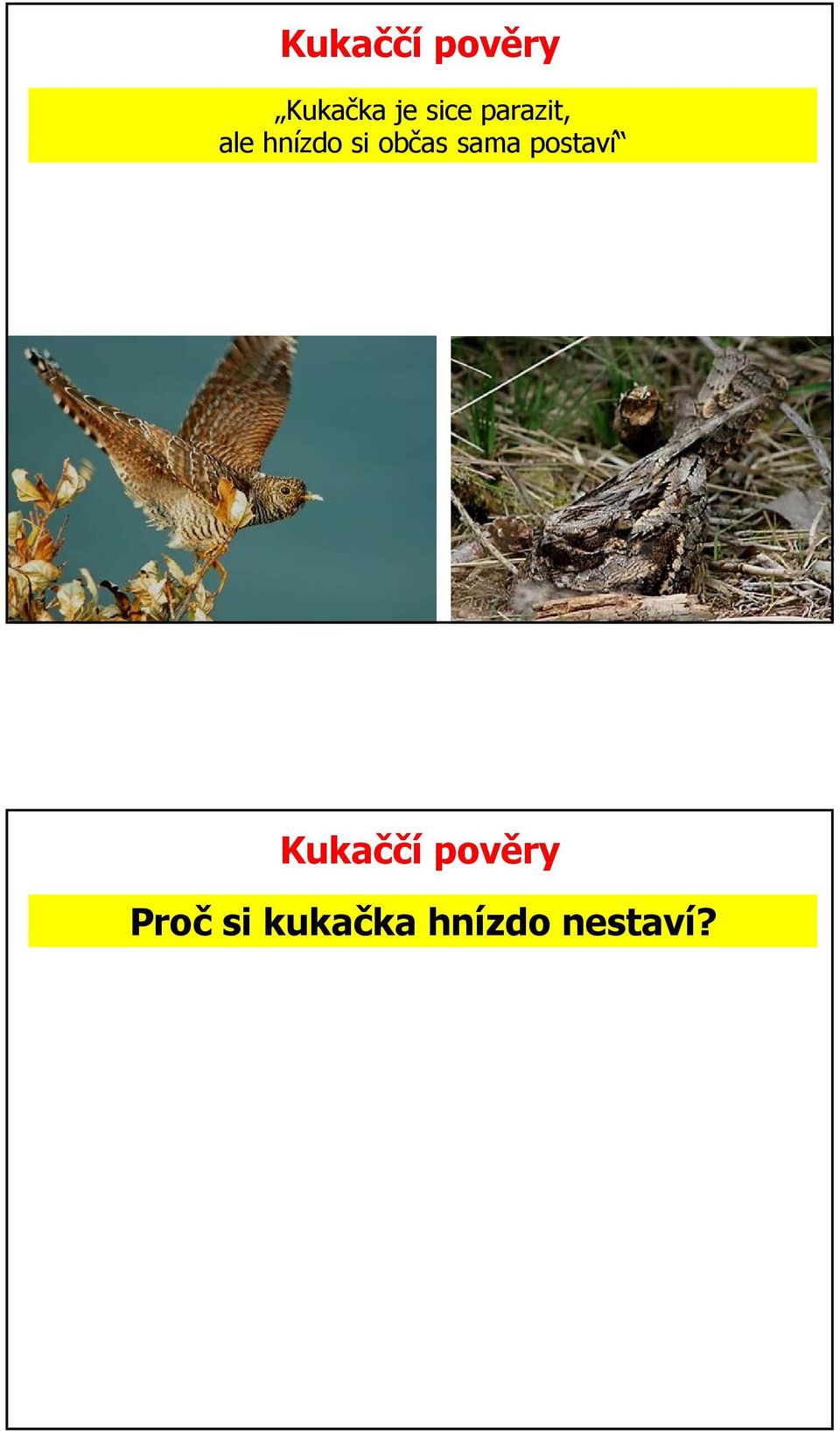 občas sama postaví Kukaččí