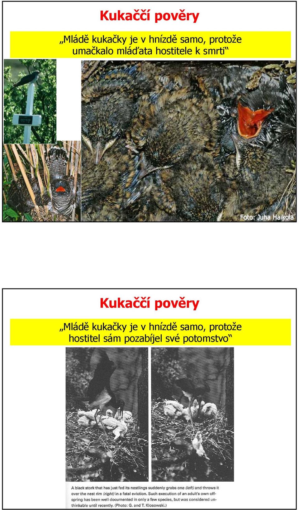 Juha Haikola  protože hostitel sám pozabíjel své