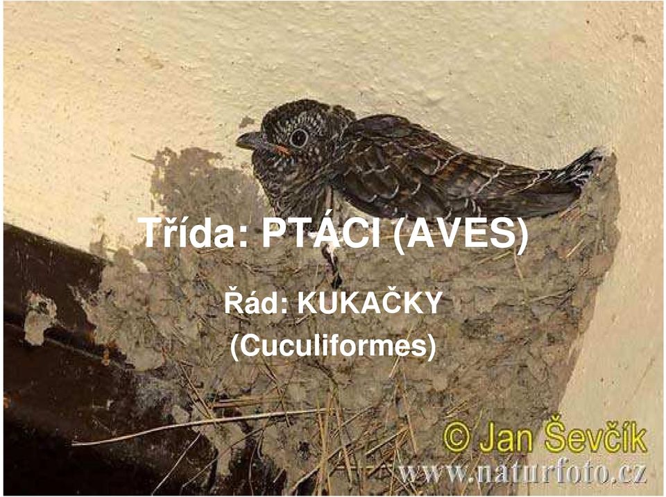 (AVES) Řád: