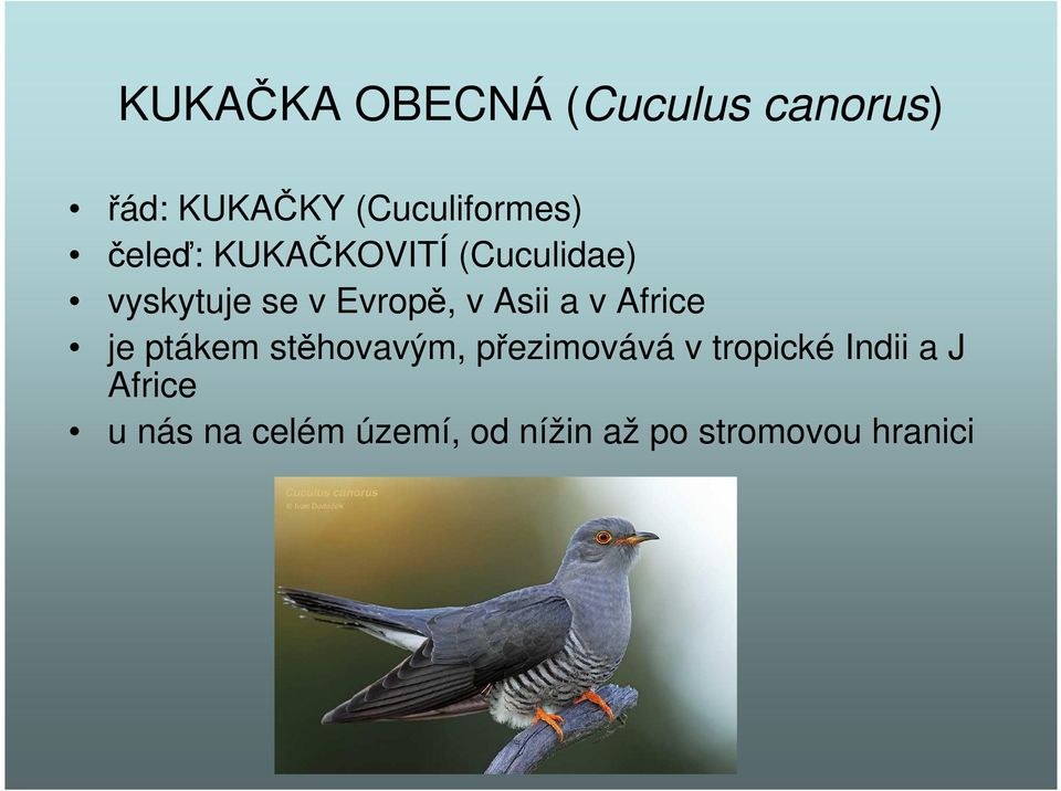 v Africe je ptákem stěhovavým, přezimovává v tropické Indii a