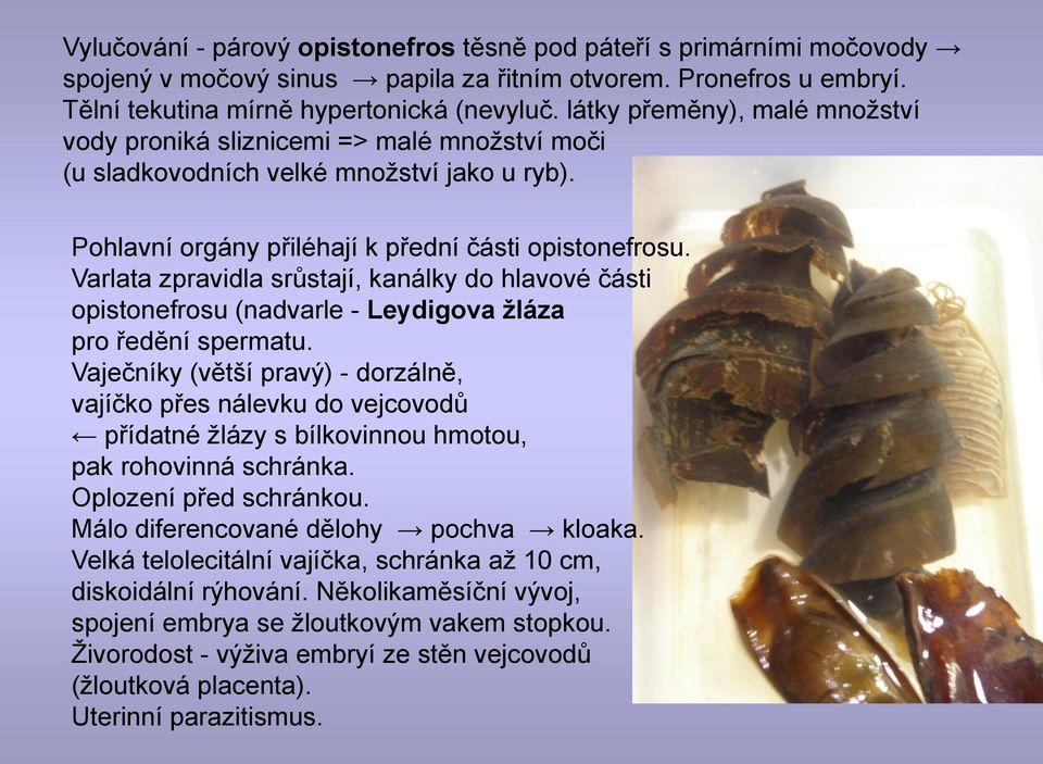 Varlata zpravidla srůstají, kanálky do hlavové části opistonefrosu (nadvarle - Leydigova ţláza pro ředění spermatu.