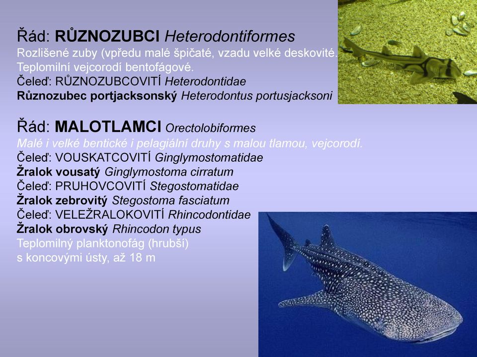 pelagiální druhy s malou tlamou, vejcorodí.