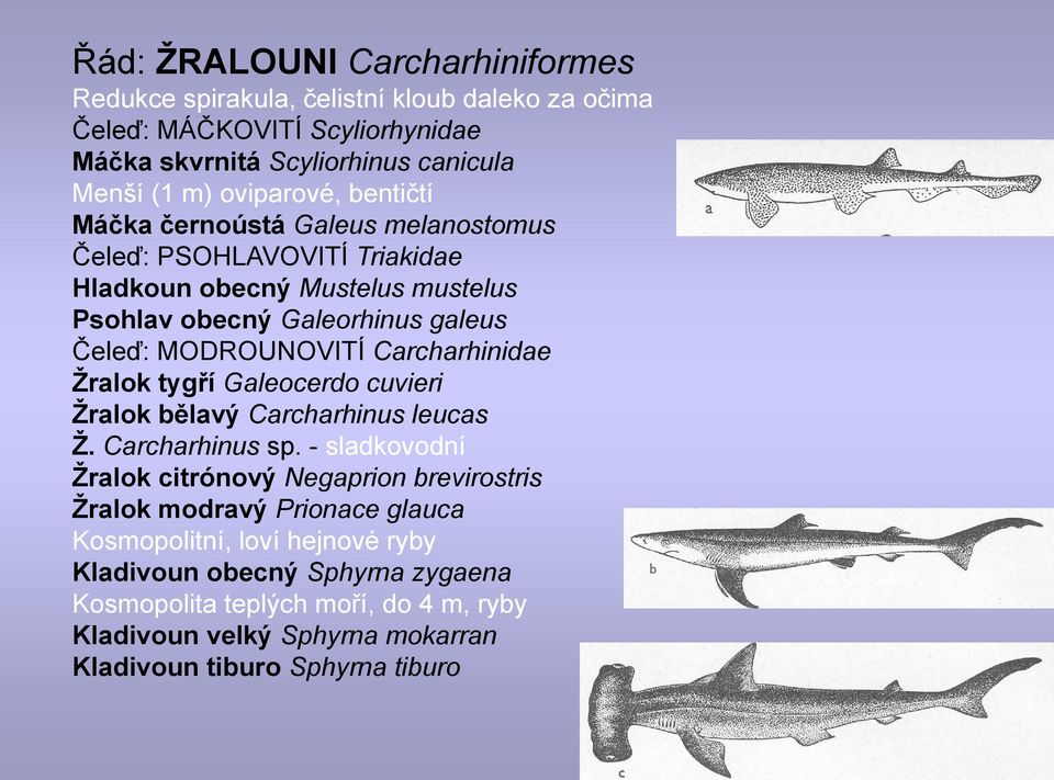 MODROUNOVITÍ Carcharhinidae Ţralok tygří Galeocerdo cuvieri Ţralok bělavý Carcharhinus leucas Ţ. Carcharhinus sp.
