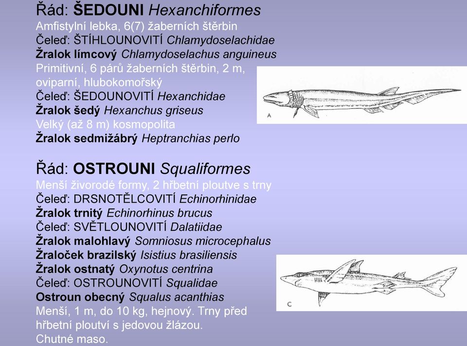 formy, 2 hřbetní ploutve s trny Čeleď: DRSNOTĚLCOVITÍ Echinorhinidae Ţralok trnitý Echinorhinus brucus Čeleď: SVĚTLOUNOVITÍ Dalatiidae Ţralok malohlavý Somniosus microcephalus Ţraloček brazilský