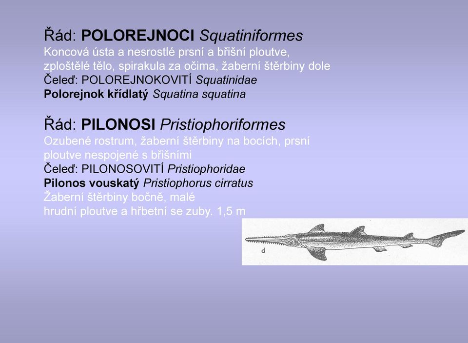 Pristiophoriformes Ozubené rostrum, ţaberní štěrbiny na bocích, prsní ploutve nespojené s břišními Čeleď: