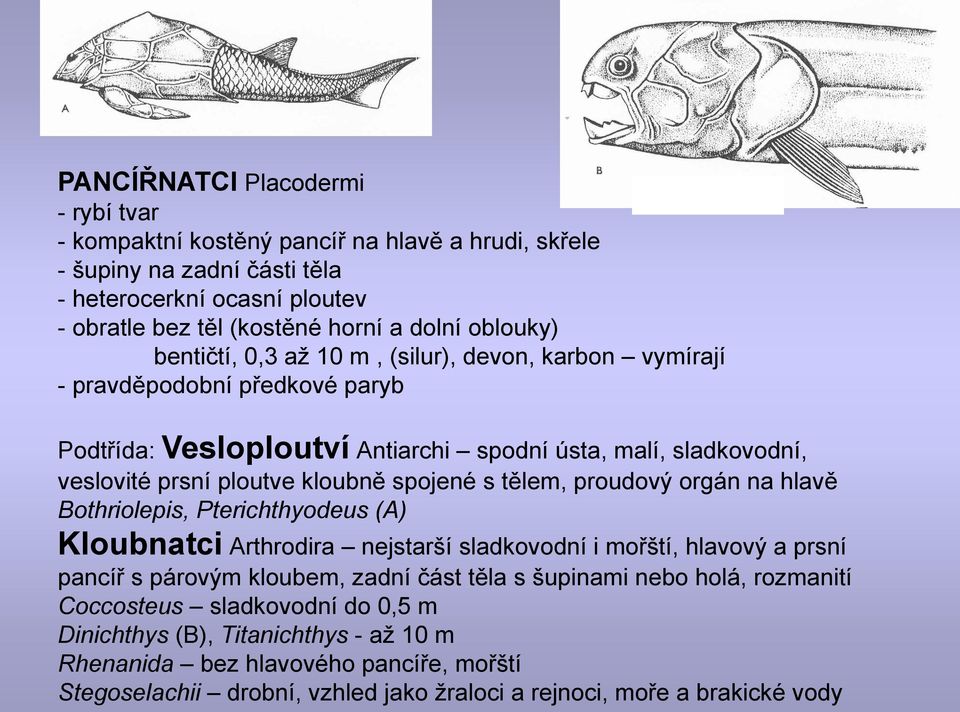 tělem, proudový orgán na hlavě Bothriolepis, Pterichthyodeus (A) Kloubnatci Arthrodira nejstarší sladkovodní i mořští, hlavový a prsní pancíř s párovým kloubem, zadní část těla s šupinami nebo