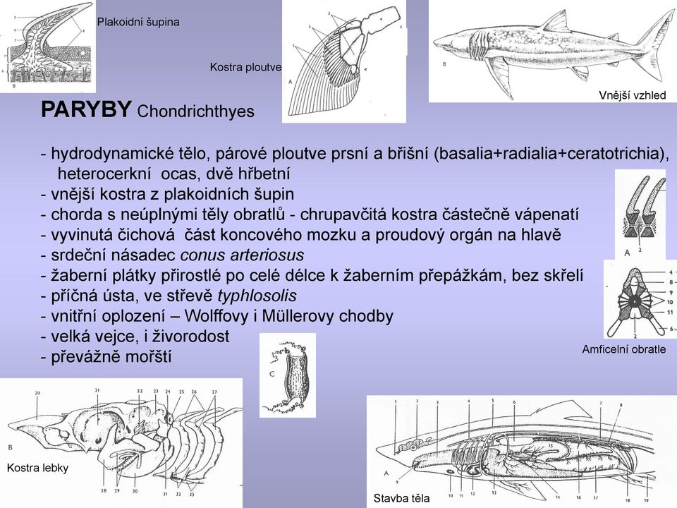 část koncového mozku a proudový orgán na hlavě - srdeční násadec conus arteriosus - ţaberní plátky přirostlé po celé délce k ţaberním přepáţkám, bez skřelí -