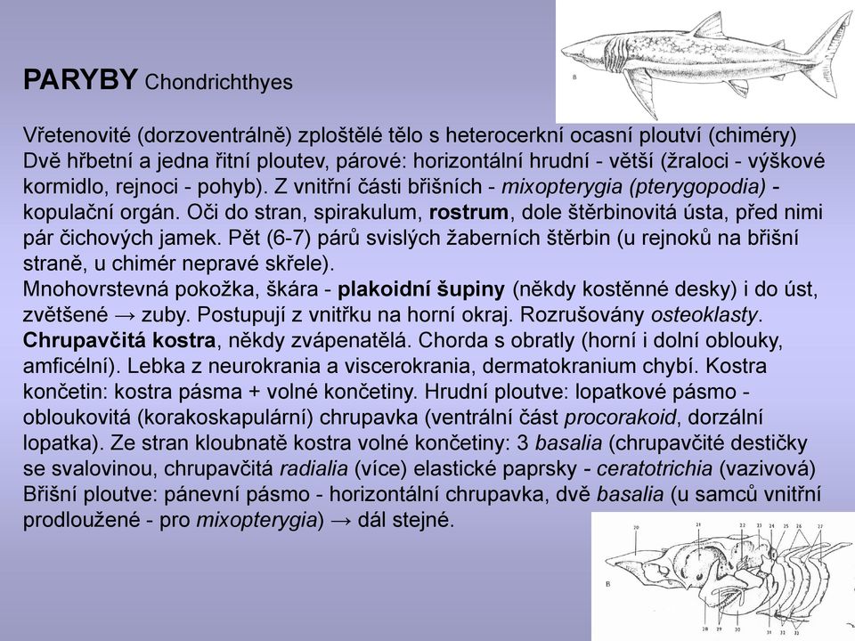 Pět (6-7) párů svislých ţaberních štěrbin (u rejnoků na břišní straně, u chimér nepravé skřele). Mnohovrstevná pokoţka, škára - plakoidní šupiny (někdy kostěnné desky) i do úst, zvětšené zuby.