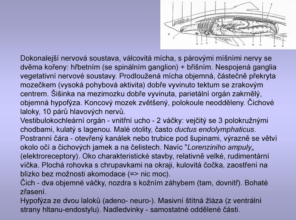 Šišinka na mezimozku dobře vyvinuta, parietální orgán zakrnělý, objemná hypofýza. Koncový mozek zvětšený, polokoule neodděleny. Čichové laloky, 10 párů hlavových nervů.
