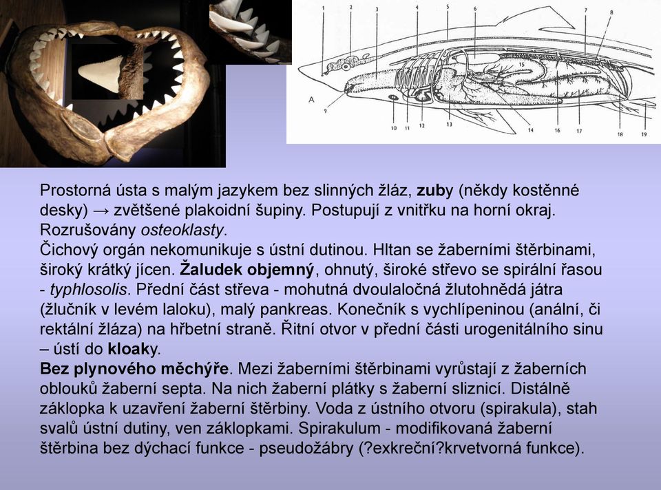 Přední část střeva - mohutná dvoulaločná ţlutohnědá játra (ţlučník v levém laloku), malý pankreas. Konečník s vychlípeninou (anální, či rektální ţláza) na hřbetní straně.