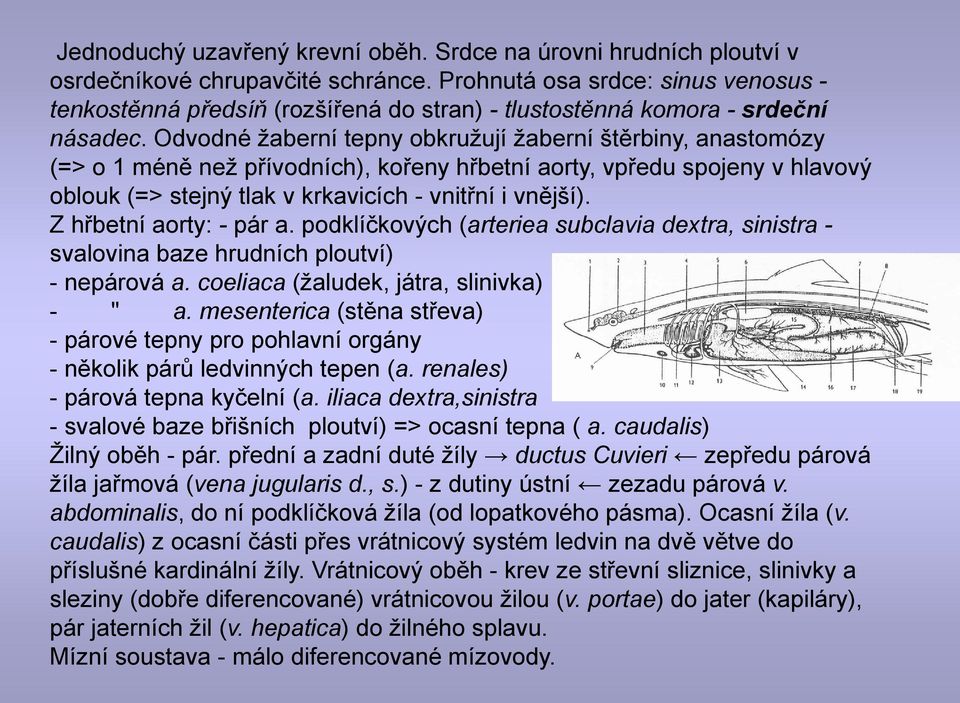 Odvodné ţaberní tepny obkruţují ţaberní štěrbiny, anastomózy (=> o 1 méně neţ přívodních), kořeny hřbetní aorty, vpředu spojeny v hlavový oblouk (=> stejný tlak v krkavicích - vnitřní i vnější).