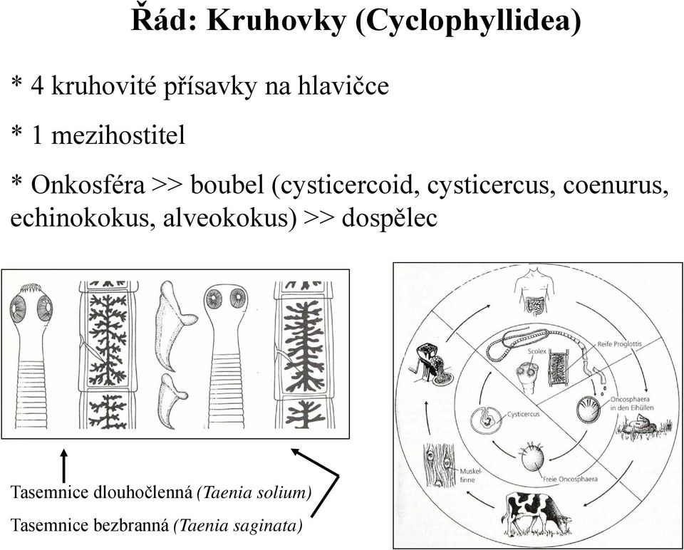 cysticercus, coenurus, echinokokus, alveokokus) >> dospělec