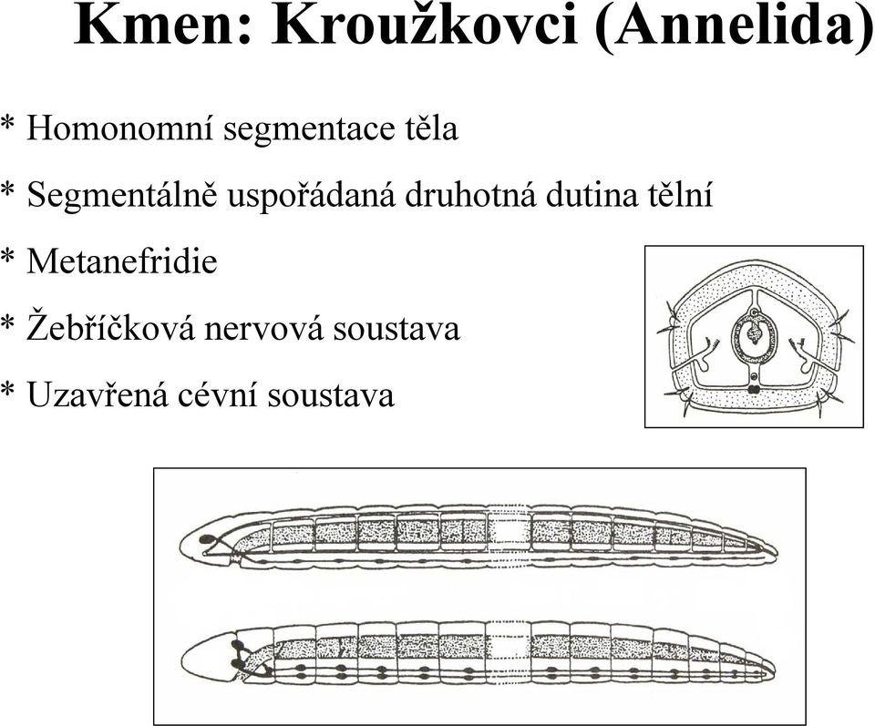 druhotná dutina tělní * Metanefridie