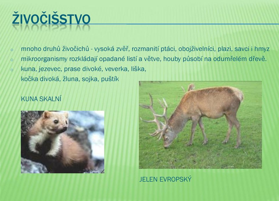 listí a větve, huby půsbí na dumřelém dřevě.