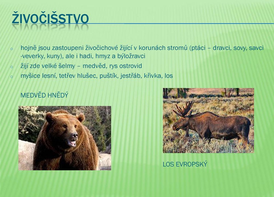 býlžravci žijí zde velké šelmy medvěd, rys strvid myšice lesní,
