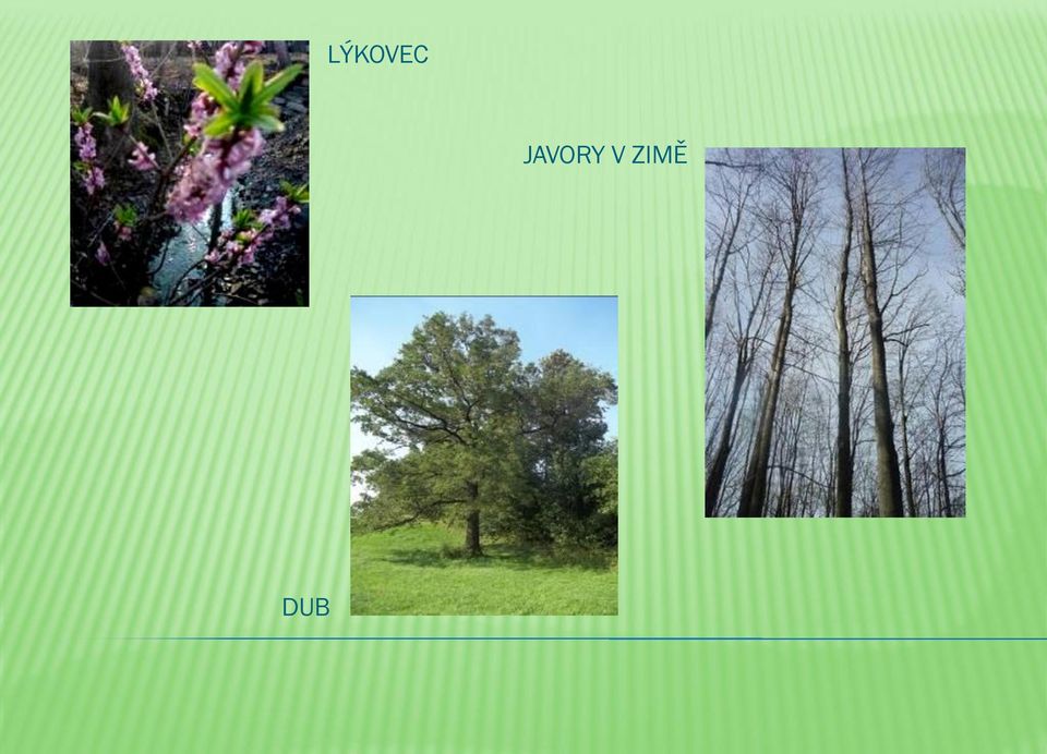 ZIMĚ DUB