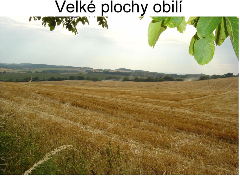 obilí