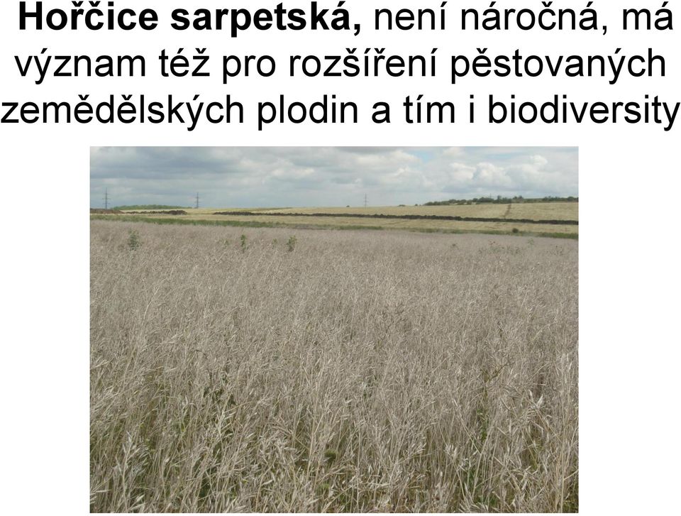 rozšíření pěstovaných