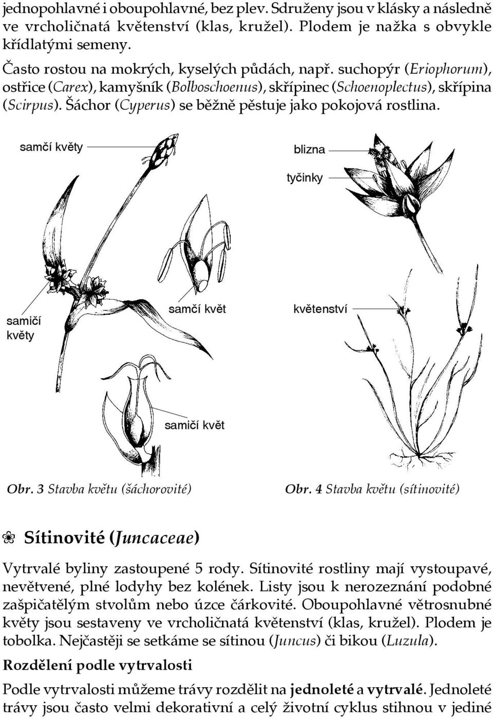 Šáchor (Cyperus) se běžně pěstuje jako pokojová rostlina. samčí květy blizna tyčinky samičí květy samčí květ květenství samičí květ Obr. 3 Stavba květu (šáchorovité) Obr.
